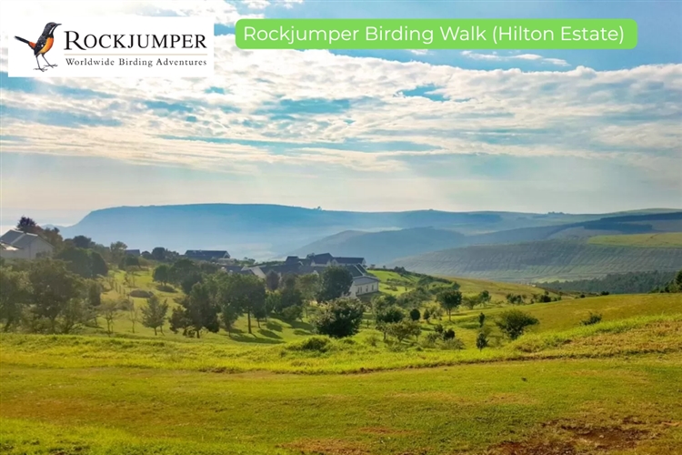 ROCKJUMPER BIRDING WALK (Hilton Estate)  - Hilton Arts Festival 2025